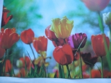 Prostírání PVC-tulipány